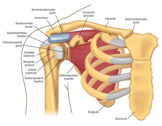 Causes of Shoulder Pain | Physio
